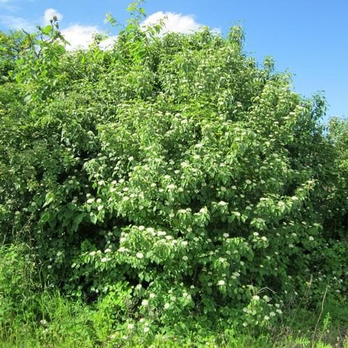 Cornus sanguinea - Future Forests