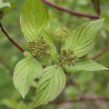 Cornus sanguinea Bareroot | 2-3ft