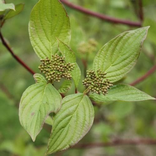 Cornus sanguinea - Future Forests