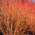 Cornus sanguinea Magic Flame - Future Forests