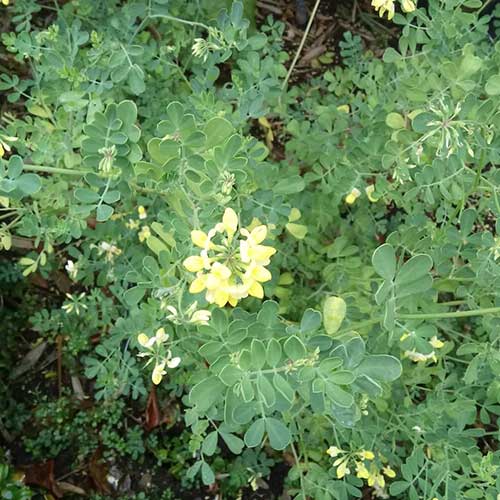 Coronilla valentina subsp. glauca Citrina