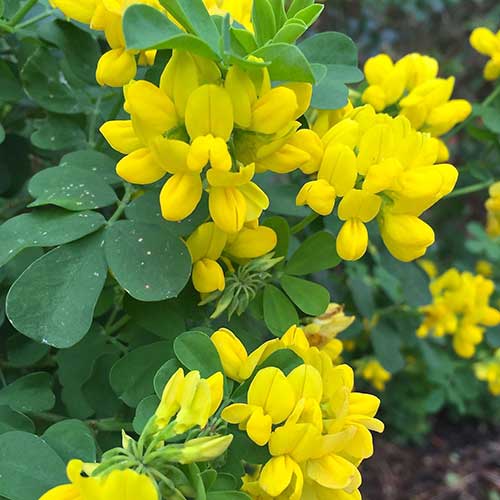 Coronilla valentina subsp. glauca Citrina