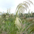 Cortaderia richardii - Future Forests