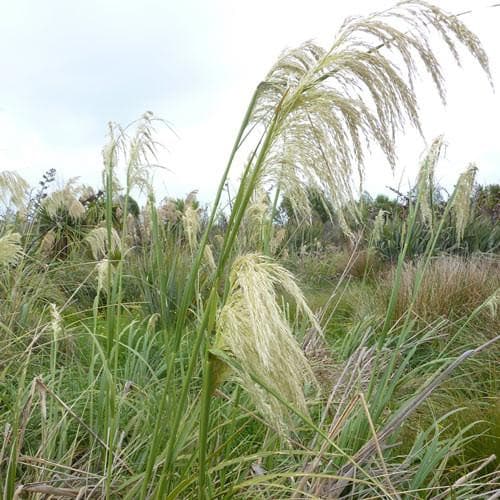 Cortaderia richardii - Future Forests