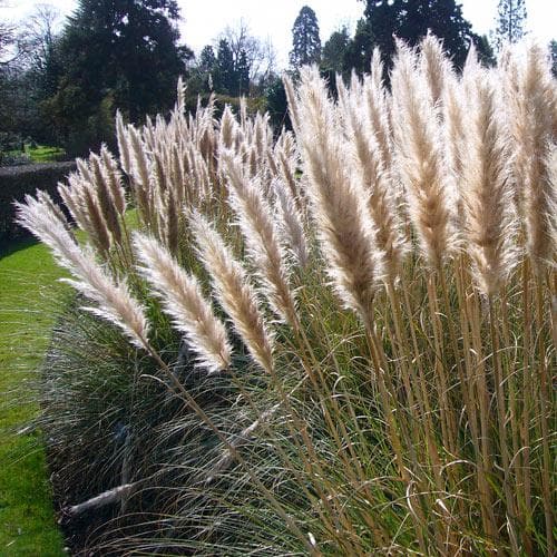 Cortaderia selloana - Future Forests