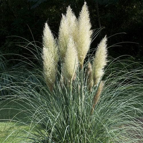 Cortaderia selloana - Future Forests