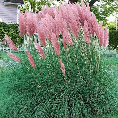 Cortaderia selloana Pink Feather