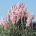 Cortaderia selloana Pink Feather