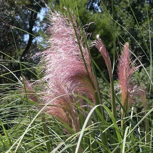 Cortaderia selloana Pink Feather