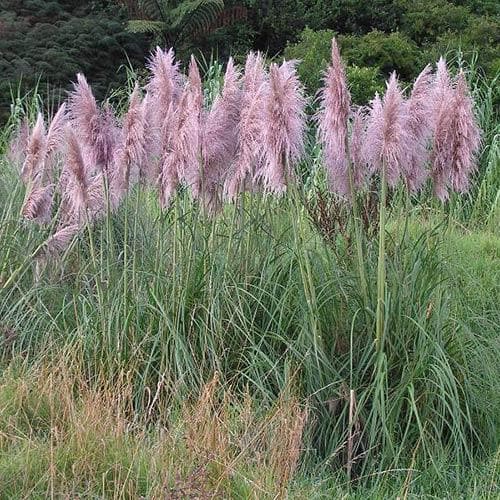 Cortaderia selloana Pink Feather