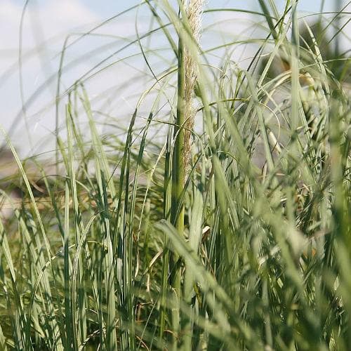 Cortaderia selloana pumila - Future Forests