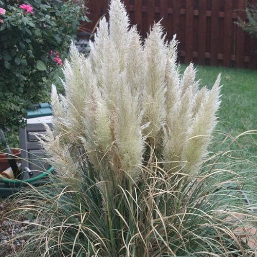 Cortaderia selloana pumila - Future Forests