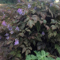 Corydalis temuifolia Chocolate Stars