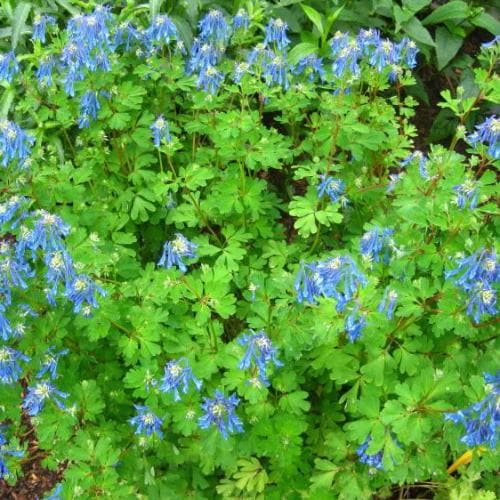 Corydalis elata - Blue Fumewort