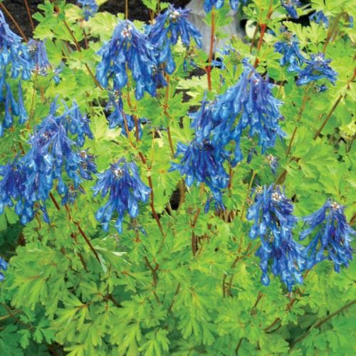 Corydalis elata - Blue Fumewort