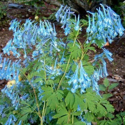 Corydalis elata - Blue Fumewort