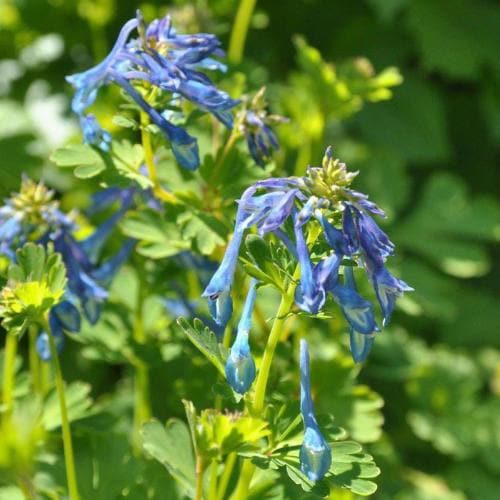 Corydalis elata - Blue Fumewort