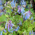 Corydalis elata - Blue Fumewort