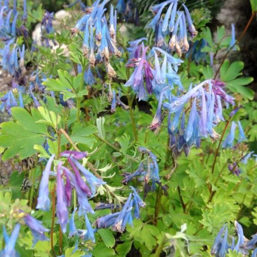 Corydalis elata - Blue Fumewort