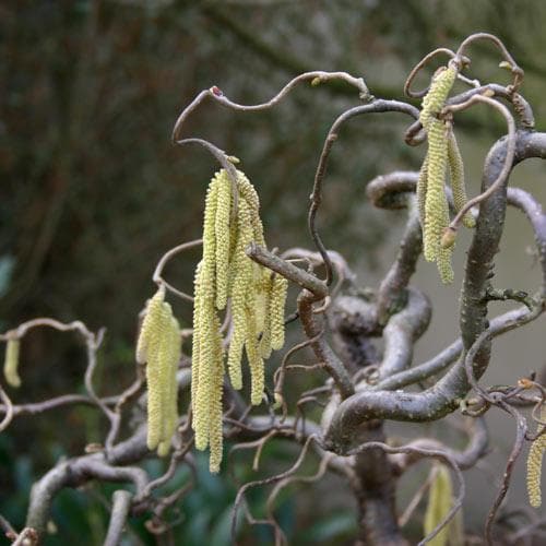 Corylus avellana Contorta - Future Forests