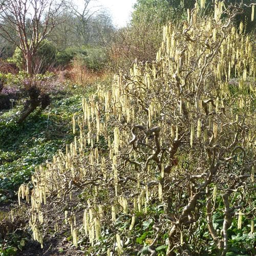 Corylus avellana Contorta - Future Forests