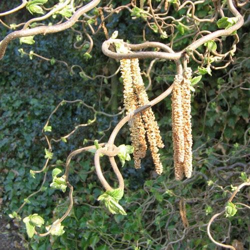 Corylus avellana Contorta - Future Forests