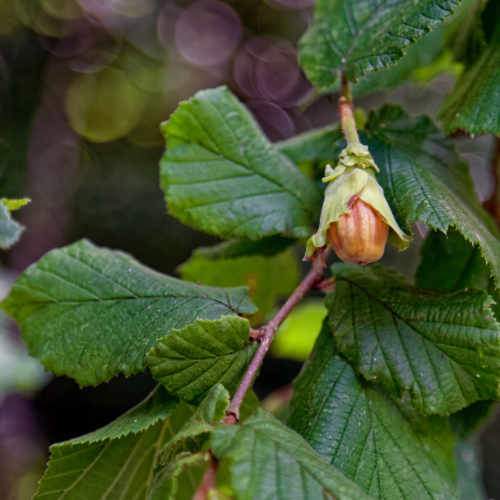 Corylus avellana - Hazel Bareroot | 2-3ft / Not provided / Not provided