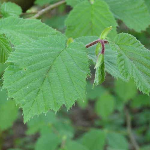 Corylus avellana - Hazel