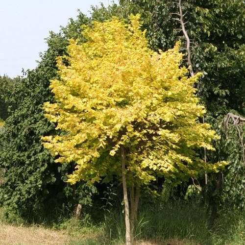 Corylus avellana Aurea - Future Forests