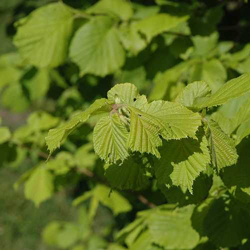 Corylus avellana Aurea - Future Forests