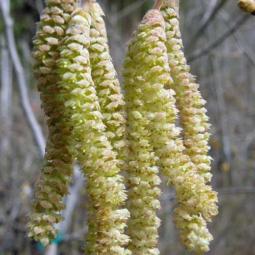 Corylus avellana Aurea - Future Forests