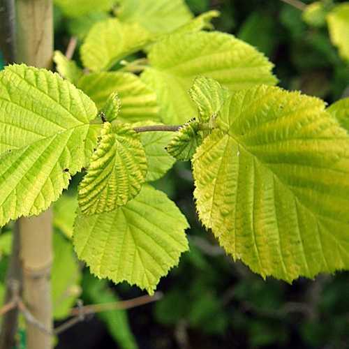 Corylus avellana Aurea - Future Forests