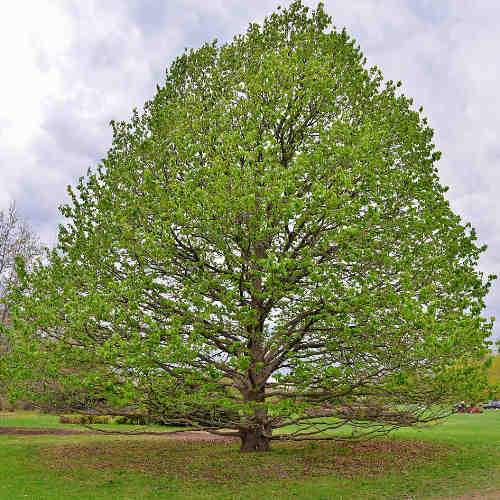 Corylus colurna - Turkish Hazel