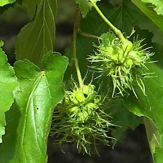 Corylus colurna - Turkish Hazel