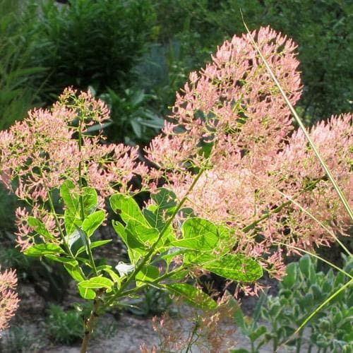 Cotinus coggygria Young Lady