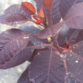 Cotinus coggygria Royal Purple - Future Forests