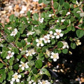 Cotoneaster procumbens Queen of Carpets Pot | 9cm / Young plant