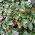 Cotoneaster dammeri Green Carpet Pot | 9cm