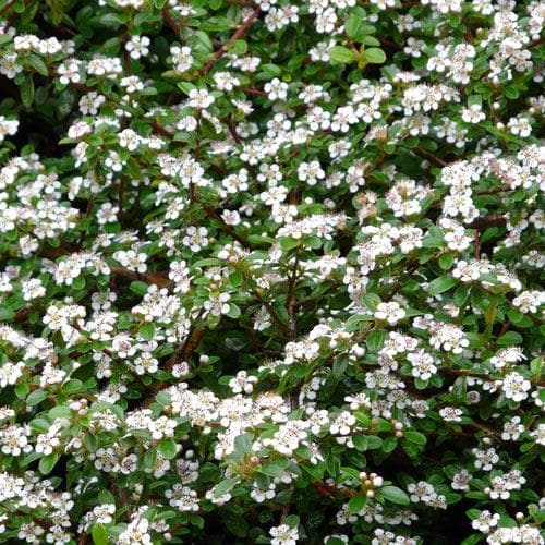 Cotoneaster dammeri - Future Forests