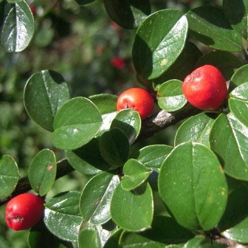 Cotoneaster dammeri Green Carpet - Future Forests