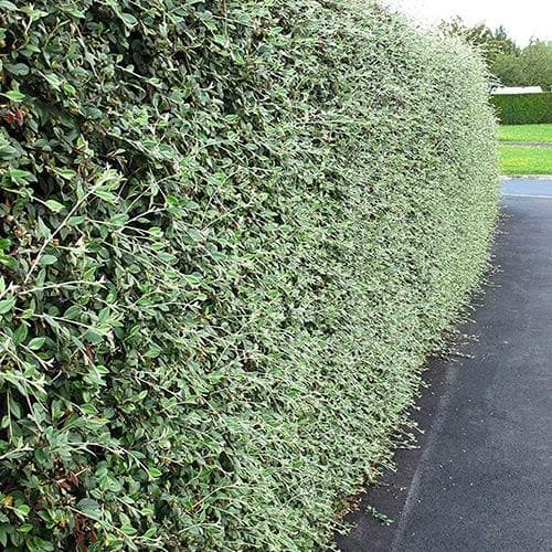 Cotoneaster franchetii