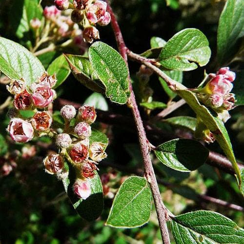 Cotoneaster franchetii - Future Forests