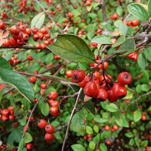 Cotoneaster franchetii - Future Forests