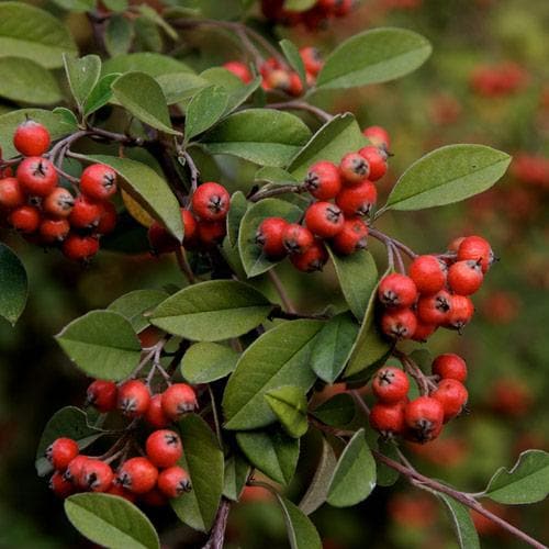 Cotoneaster franchetii - Future Forests