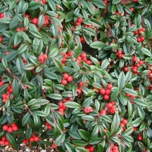 Cotoneaster salicifolius repens Pot | 9cm / Young plant