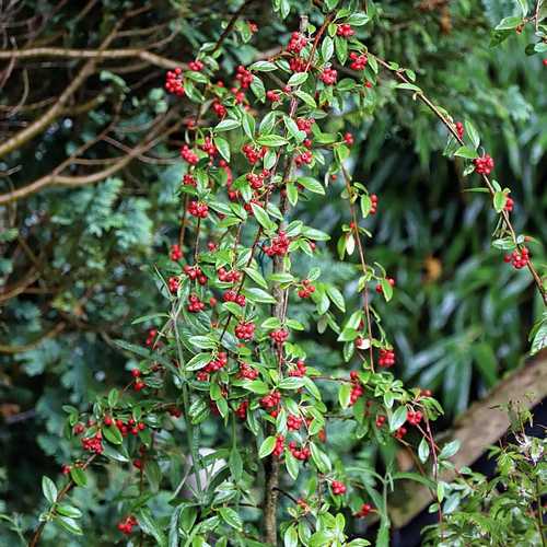 Cotoneaster Hybridus Pendulus - Future Forests