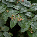 Cotoneaster bullatus Bareroot | 2-3ft / Not provided / Not provided