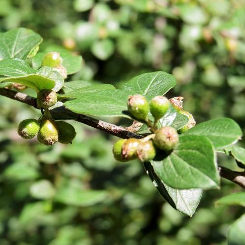 Cotoneaster dielsianus - Future Forests