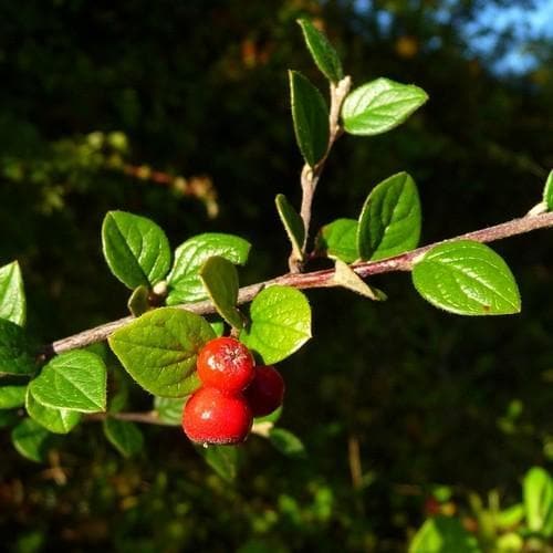 Cotoneaster dielsianus 3ft Bareroot