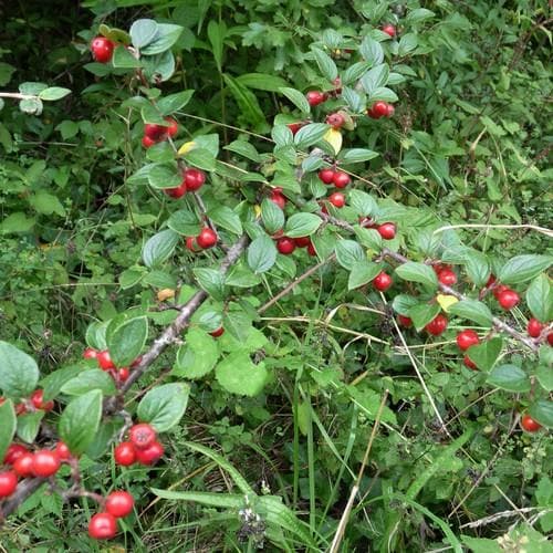 Cotoneaster dielsianus - Future Forests